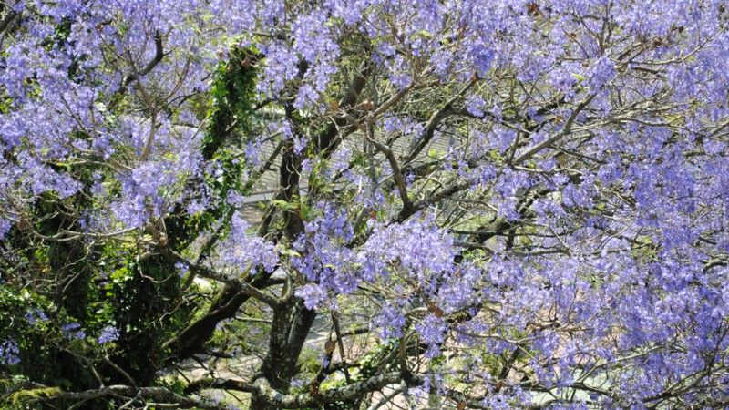 A chegada da primavera tem colorido a PROCERGS/ 4/11/2011